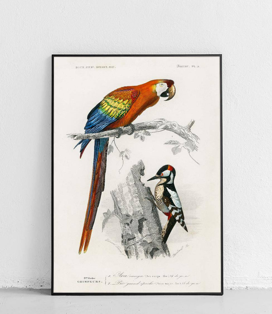 Great spotted woodpecker and macaw - poster