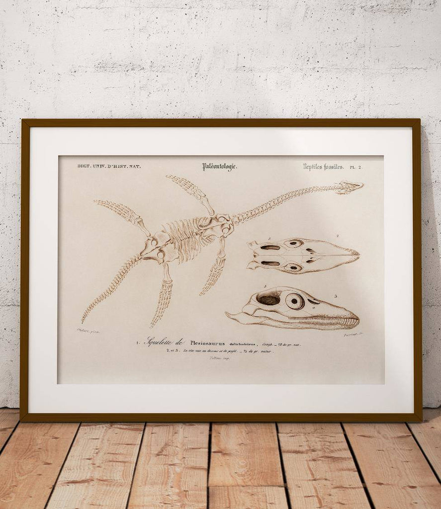 Plesiosaurus - poster