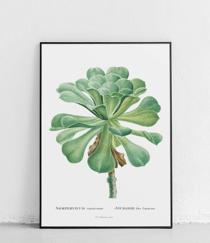 Crassula - poster