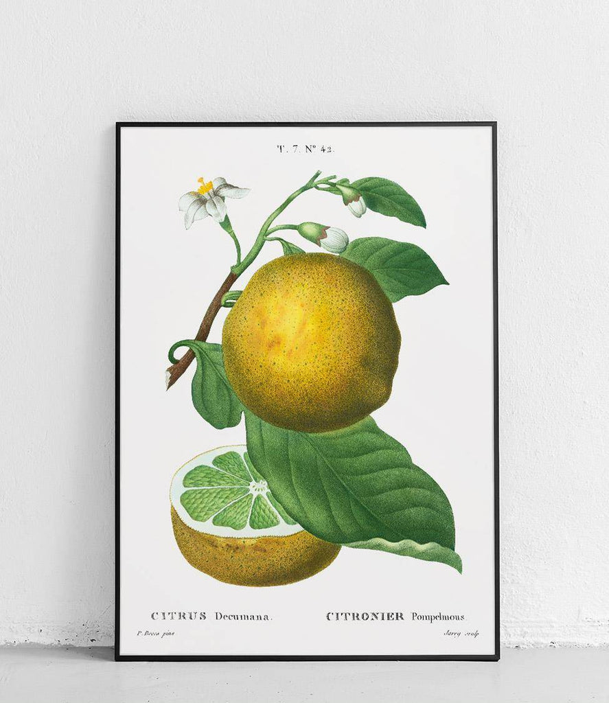 Grapefruit - poster