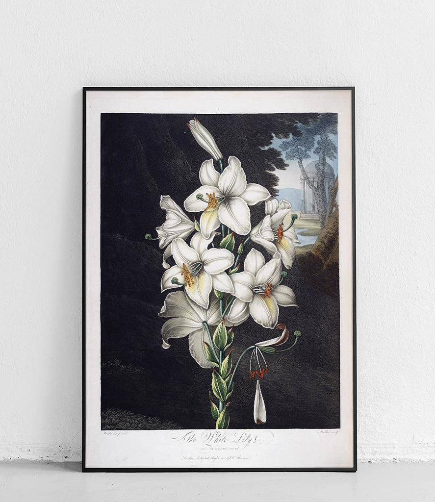 White lily - poster
