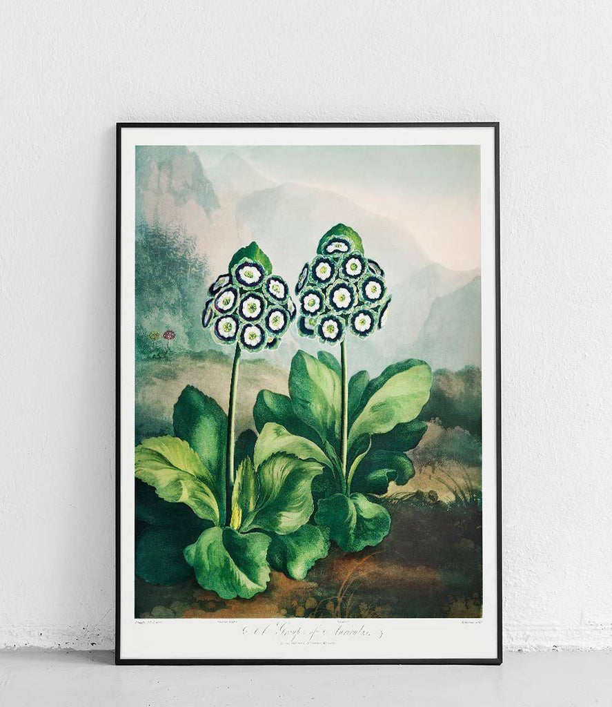 Primroses gypsophila - poster