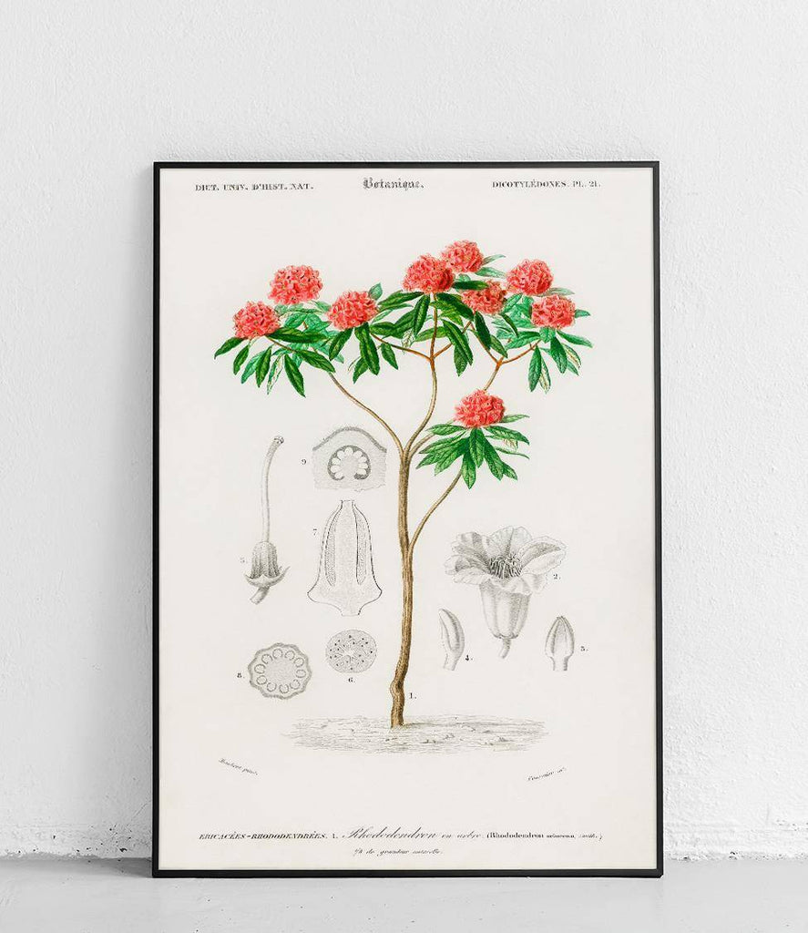 Rhododendron tree - poster