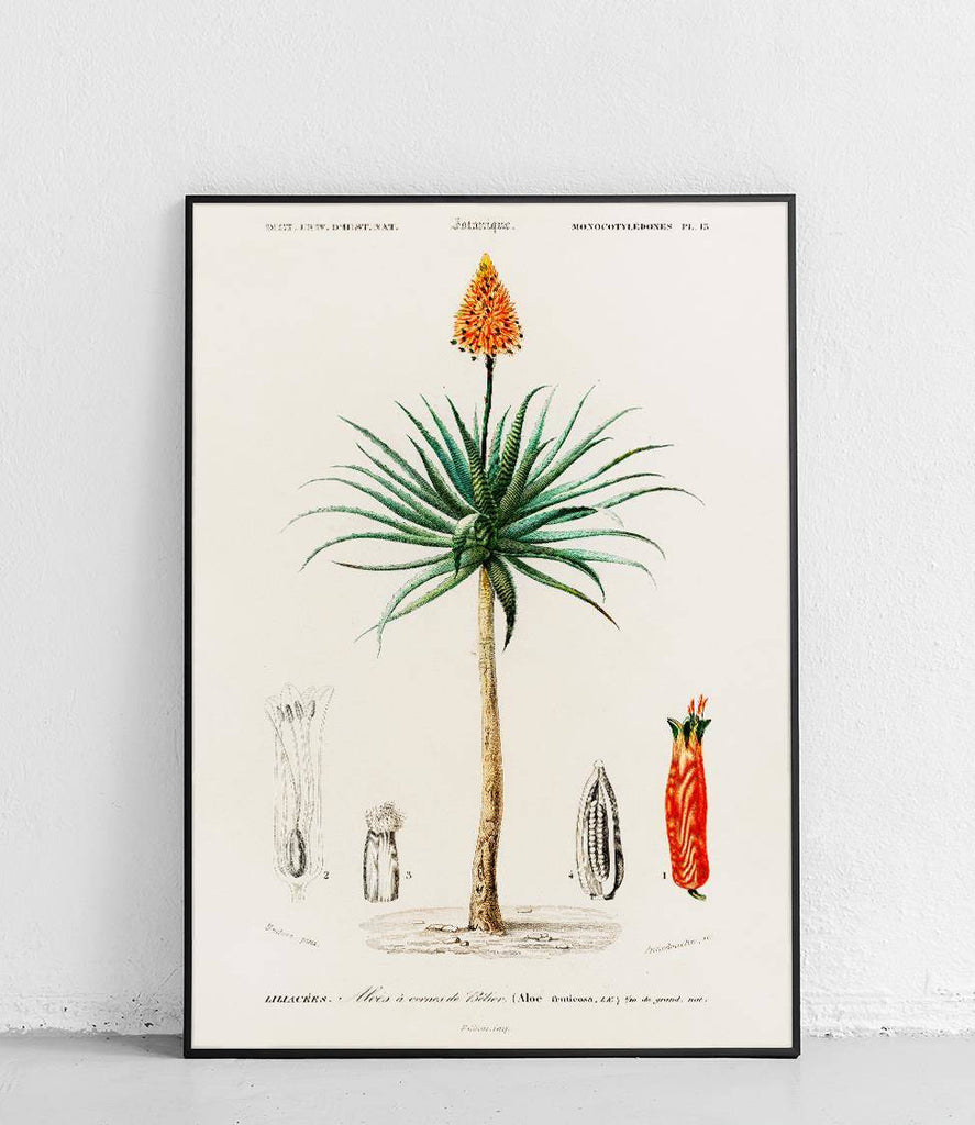 Tree aloe - poster