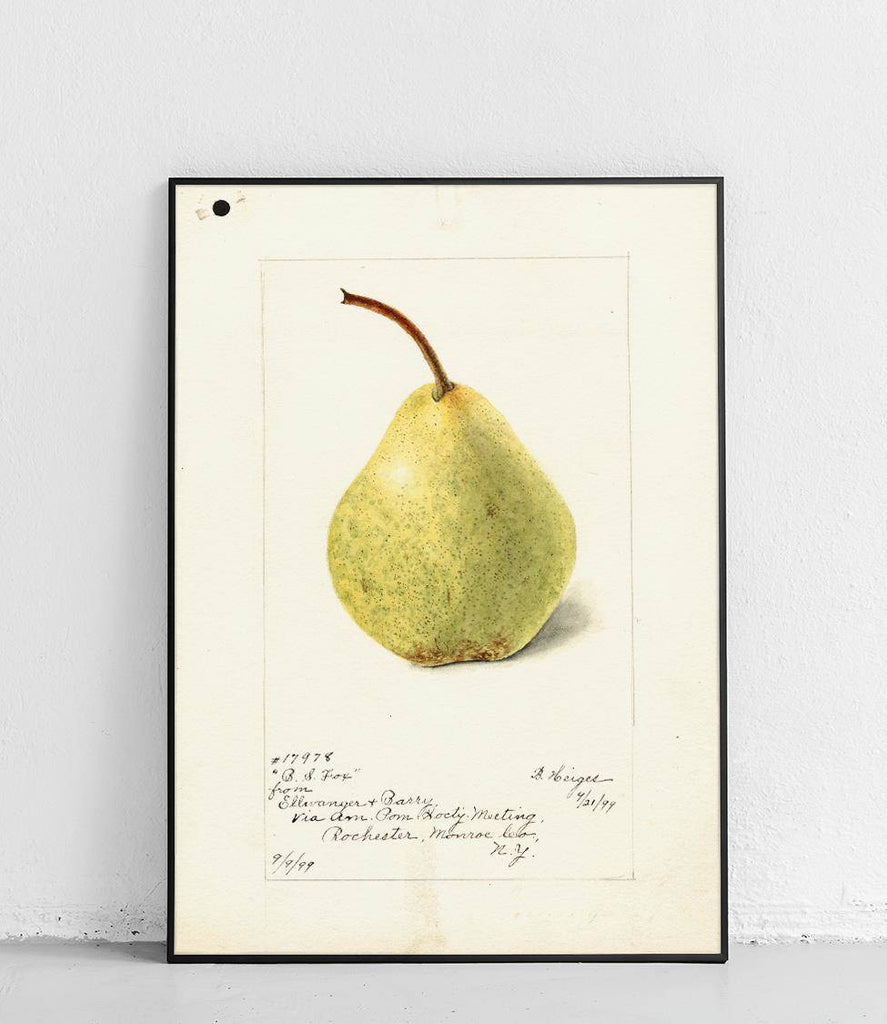 Pear - poster