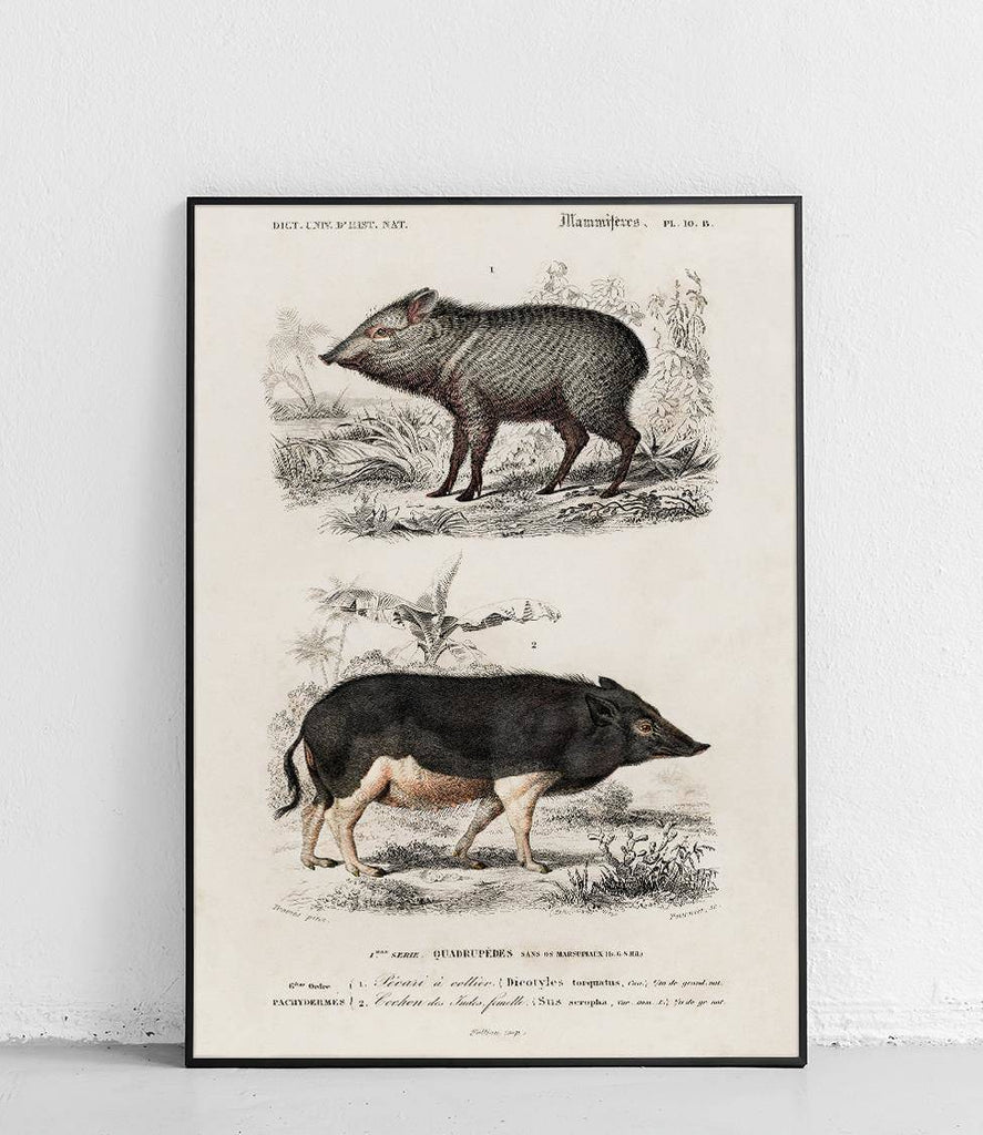 Eurasian Boar and Peccaryidae - poster
