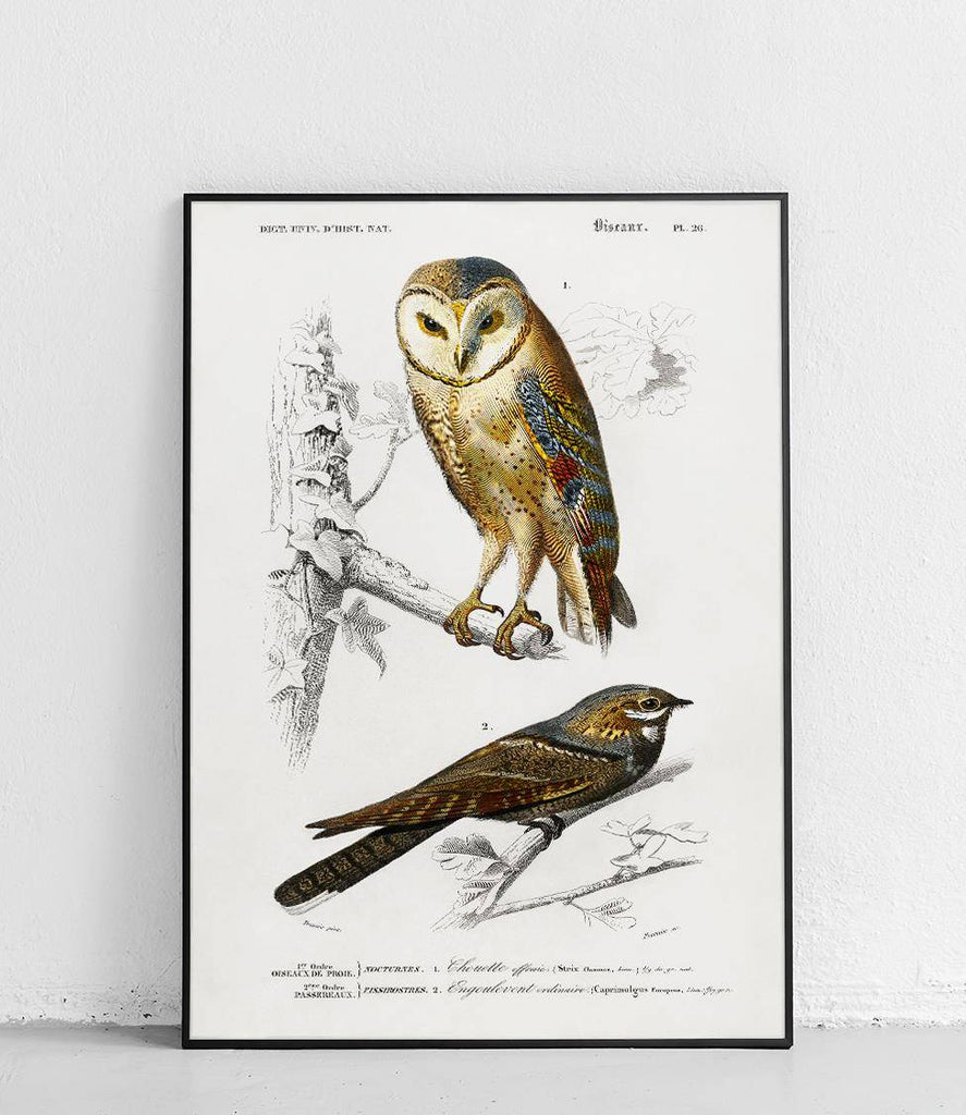 Barn owl and nightjar - poster