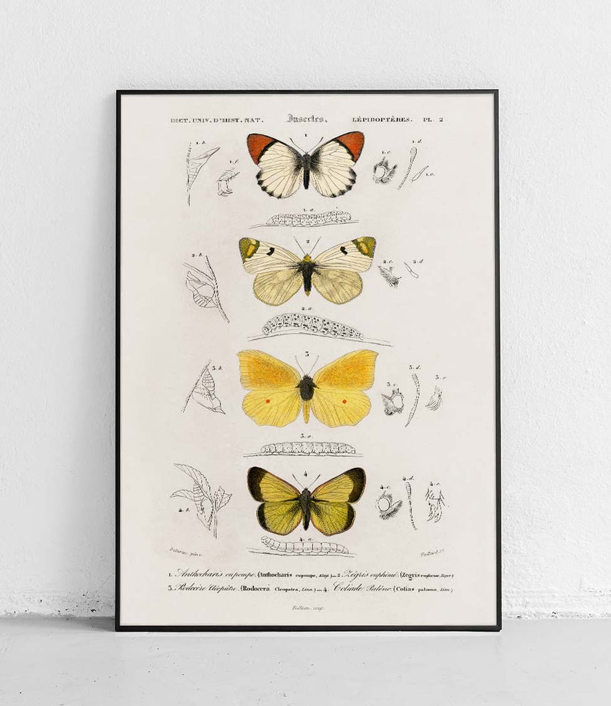 Butterflies 4 - poster