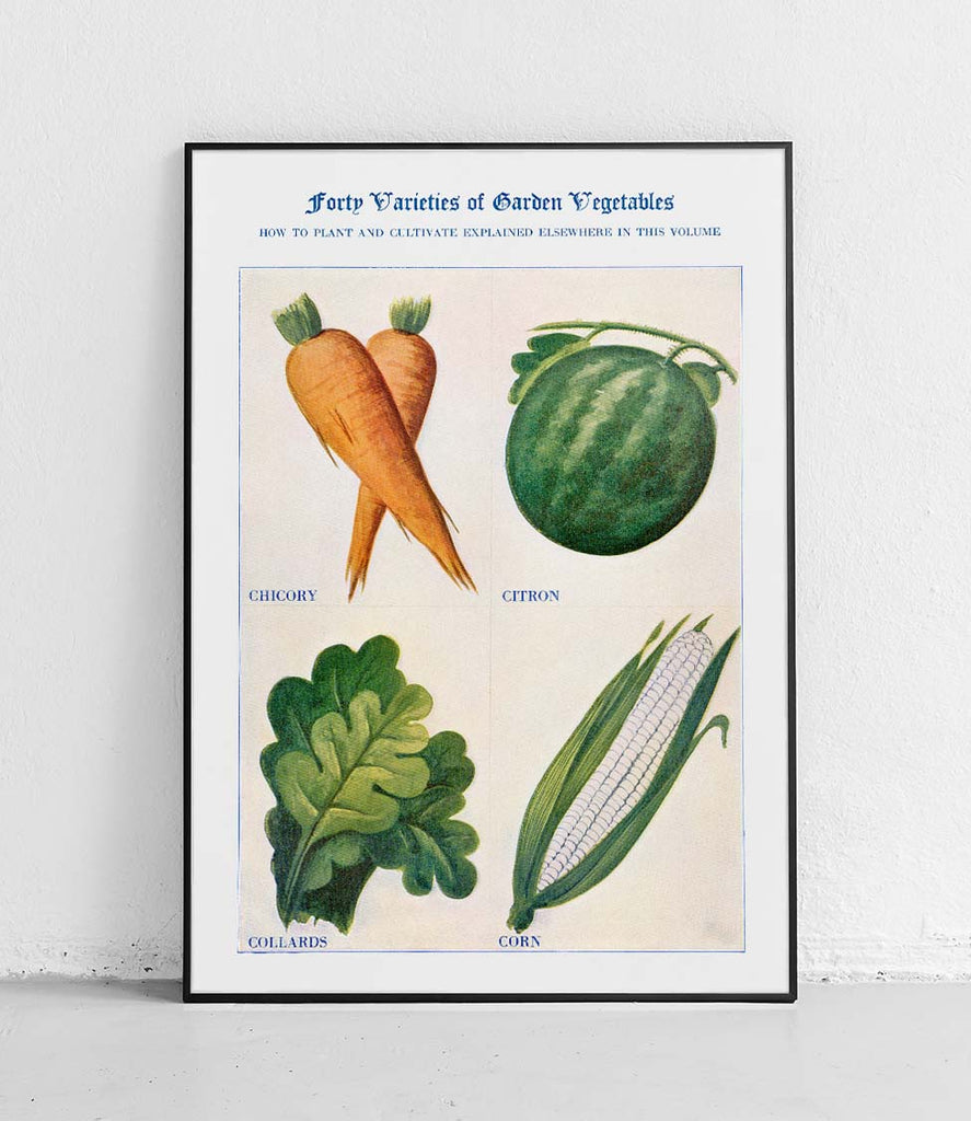 Chicory citron collards corn - poster