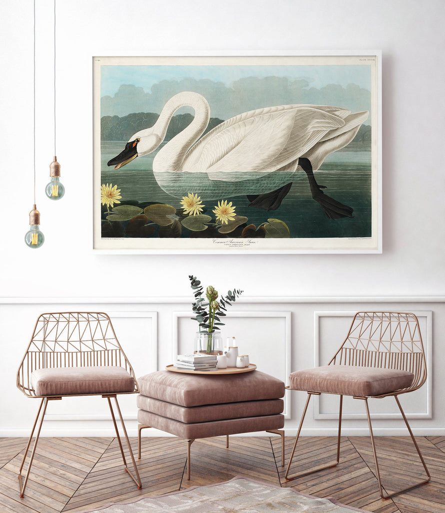 Trumpeter swan - poster